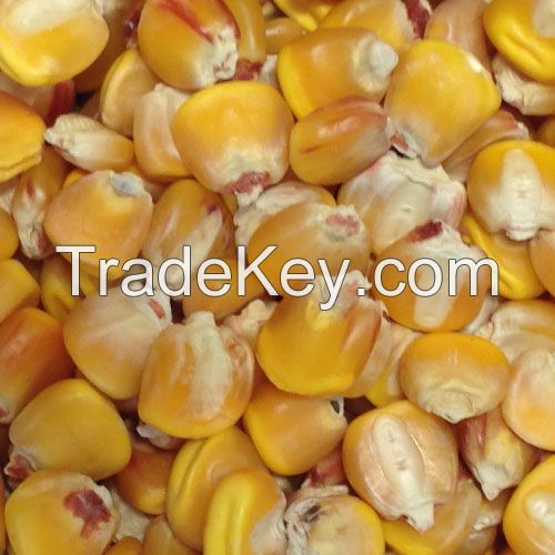 Yellow Corn