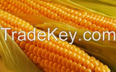 Yellow corn