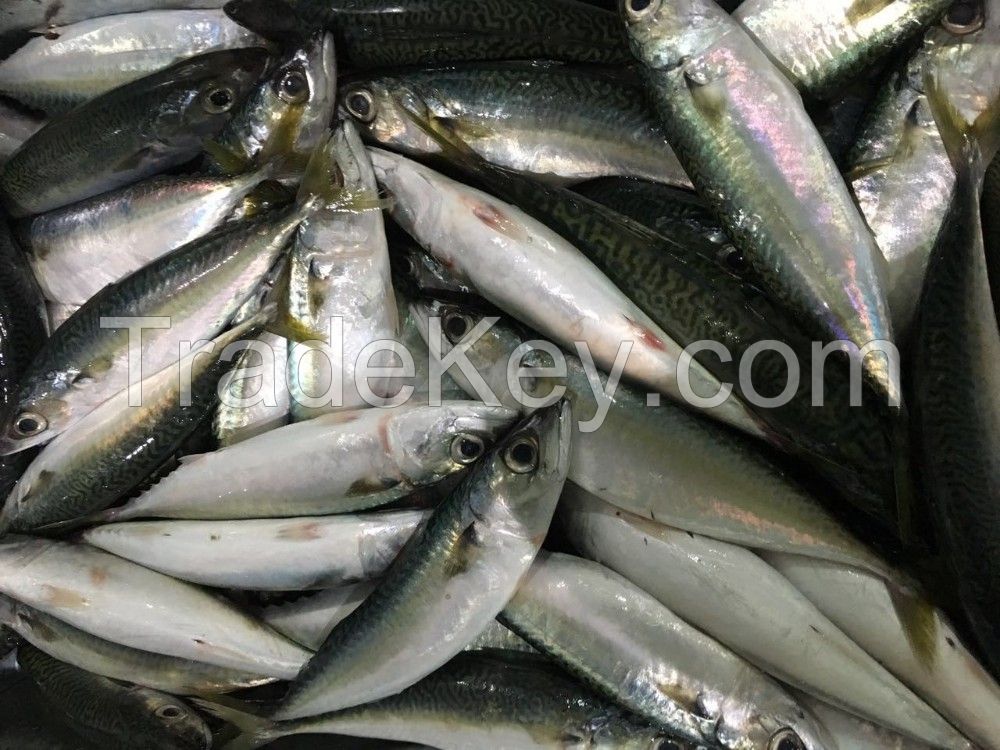 Frozen Mackerel Fish