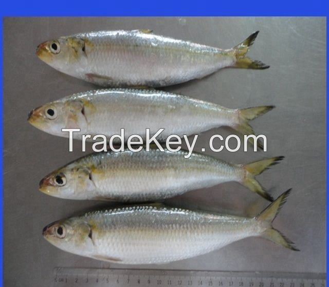 Frozen Herring Fish / Sardine Fish