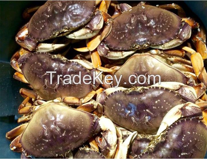 Dungeness Crab