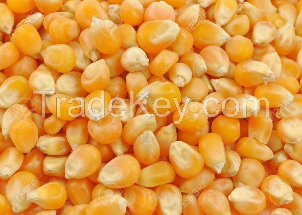 Yellow Maize / corn