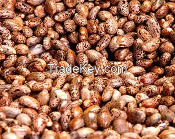 Castor Seeds