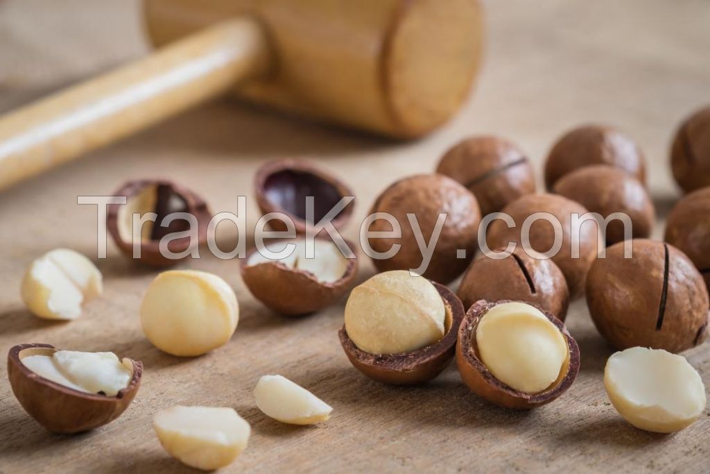 MACADAMIA NUTS