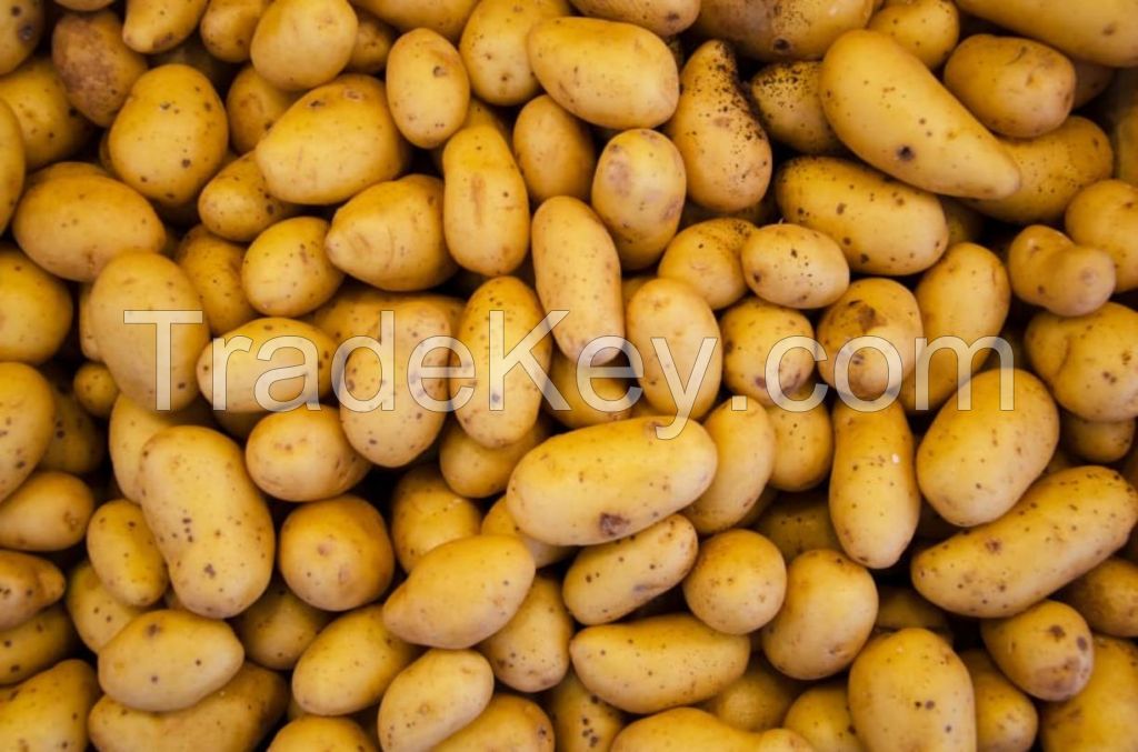 FRESH POTATOES