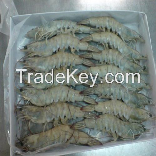 Frozen Vannamei Shrimp