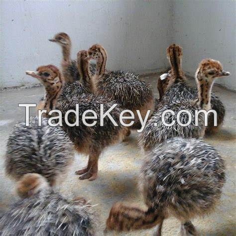 Ostrich chicks and fertile ostrich eggs