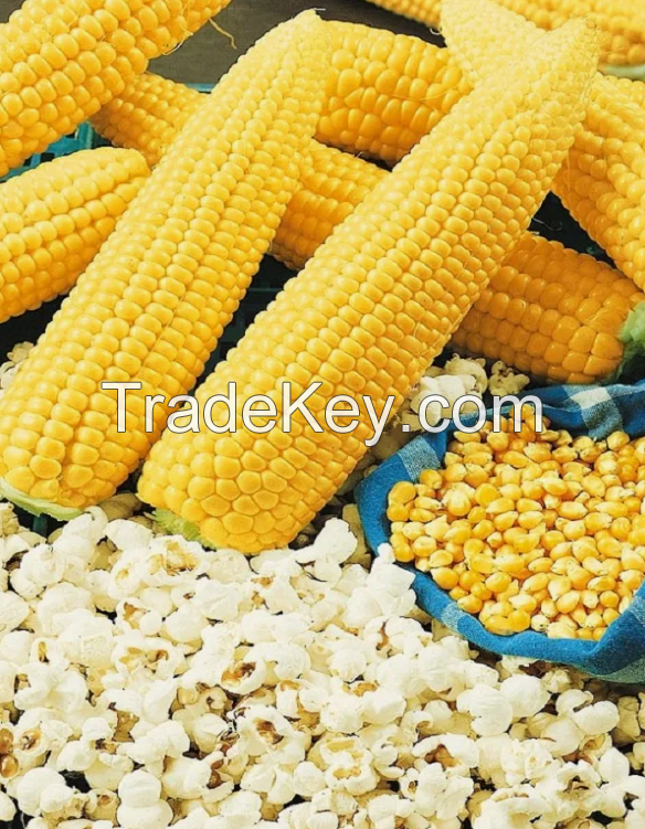 Wholesale mushroom popcorn kernels.Mushroom popcorn kernels, Yellow Popcorn, Yellow Popcorn. Wholesale Prices