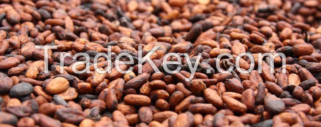 DRIED COCOA BEANS