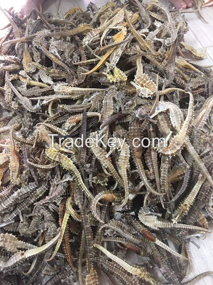 dry Seahorse Hippocampus all sizes and quality available