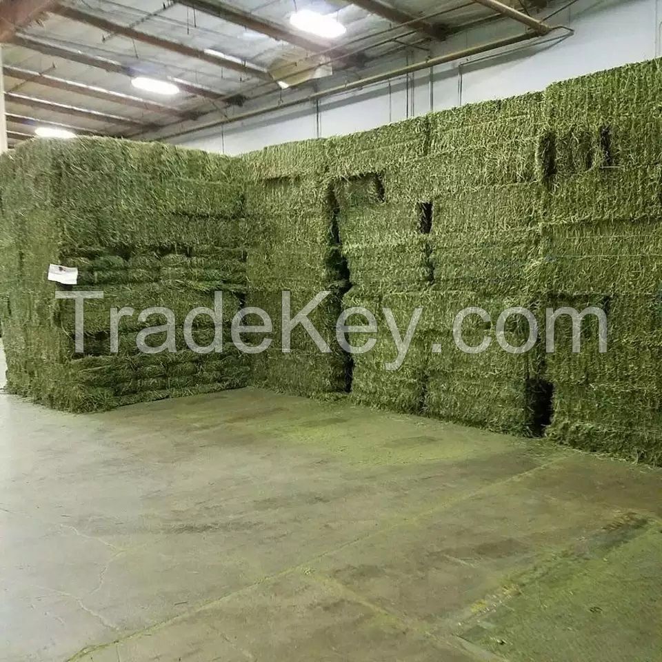 Rhodes Grass Hay Bales For Animal Feed and Forage