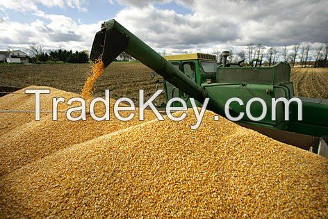 Buy Quality Yellow Corn Available/ Yellow Maize for Animal Feed or Human