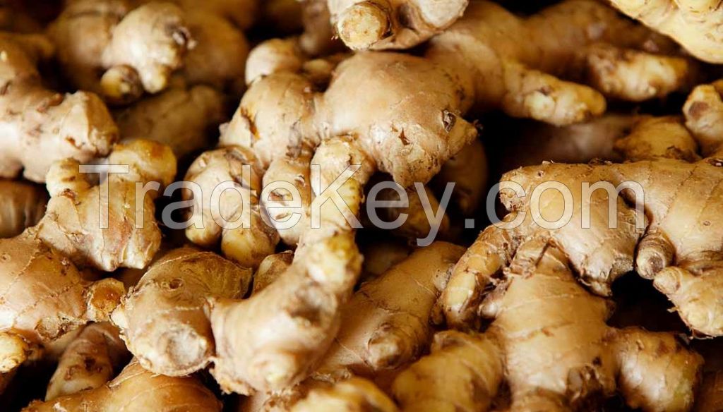 Fresh Ginger from Nigeria