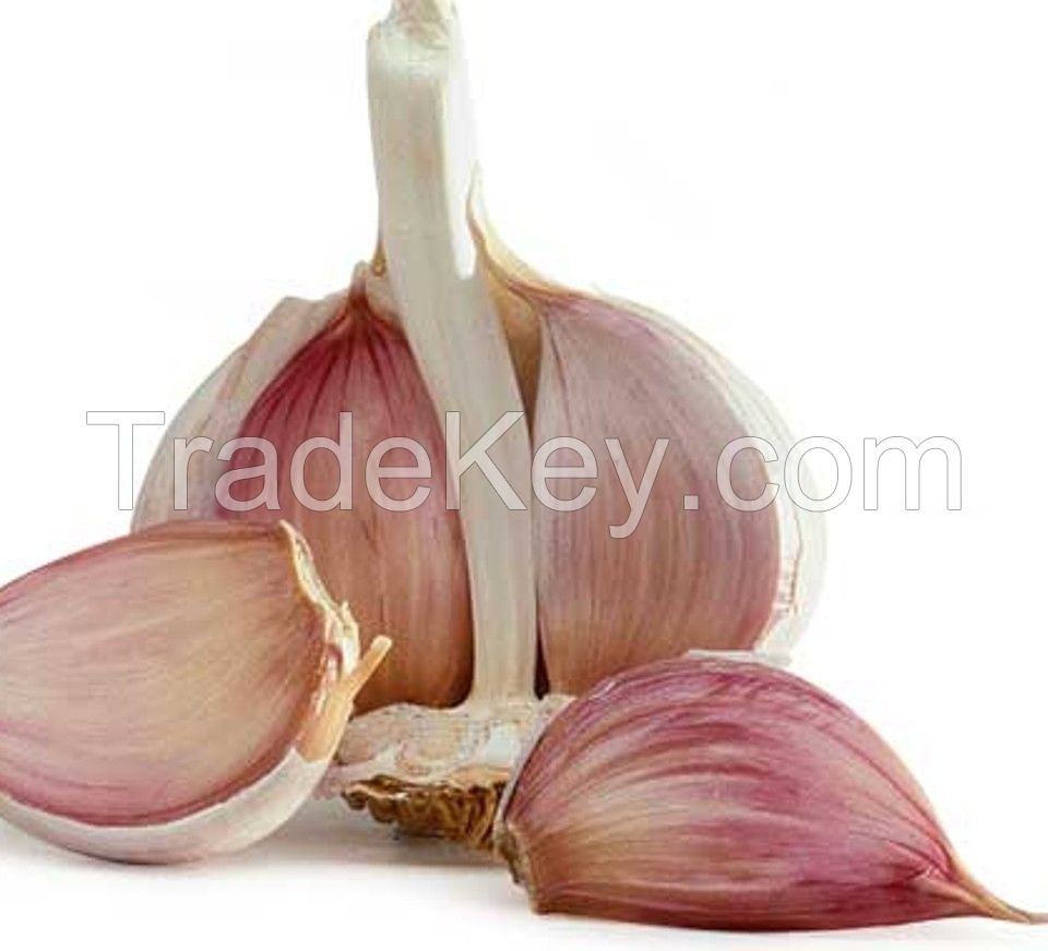Selling Best Quality Fresh garlic