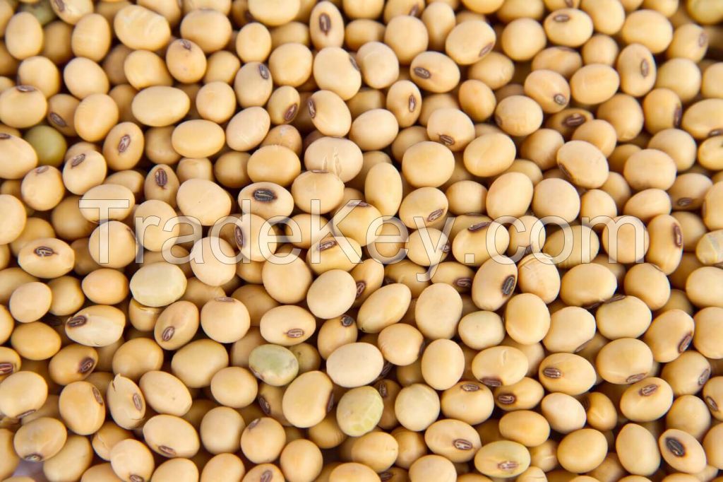 Selling Soya Beans (Nigerian Origin)