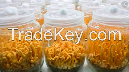 Cordyceps Militaris Mushroom dried