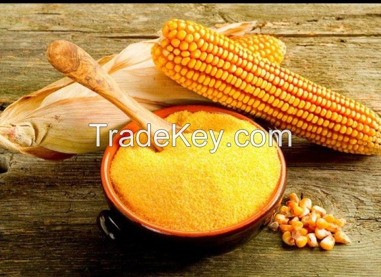 Corn Gluten Feed Meal