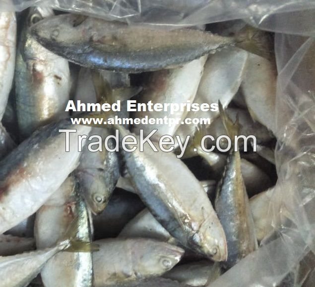 Sell Frozen Indian Mackerel