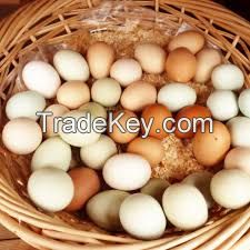 Good Quality Broiler hatching chicken eggs