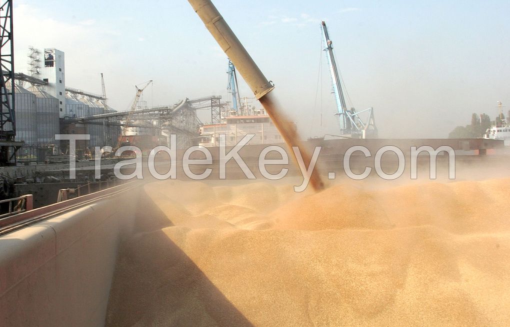 We sell grain of wheat, barley, corn originating in Russia.