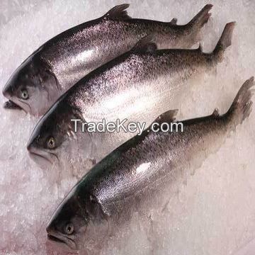 Good quality Fresh / Frozen Atlantic Salmon Fish