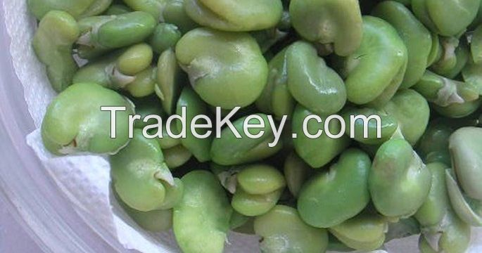 Broad Beans high quality dry raw fresh frozen Broad Bean fava bean green iqf whole raw frozen split broad beans vicia