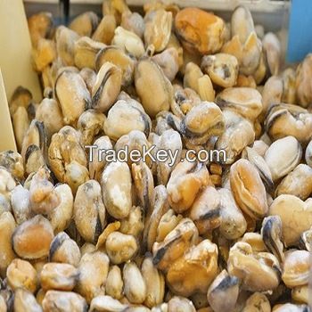 Good Frozen half shell mussel meat for sale