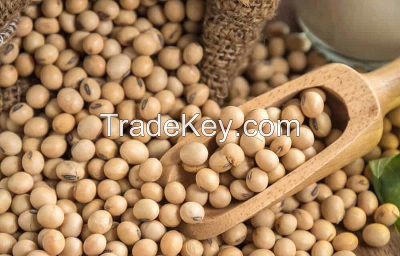 Soybean, (Glycine max), also called soja bean or soya bean