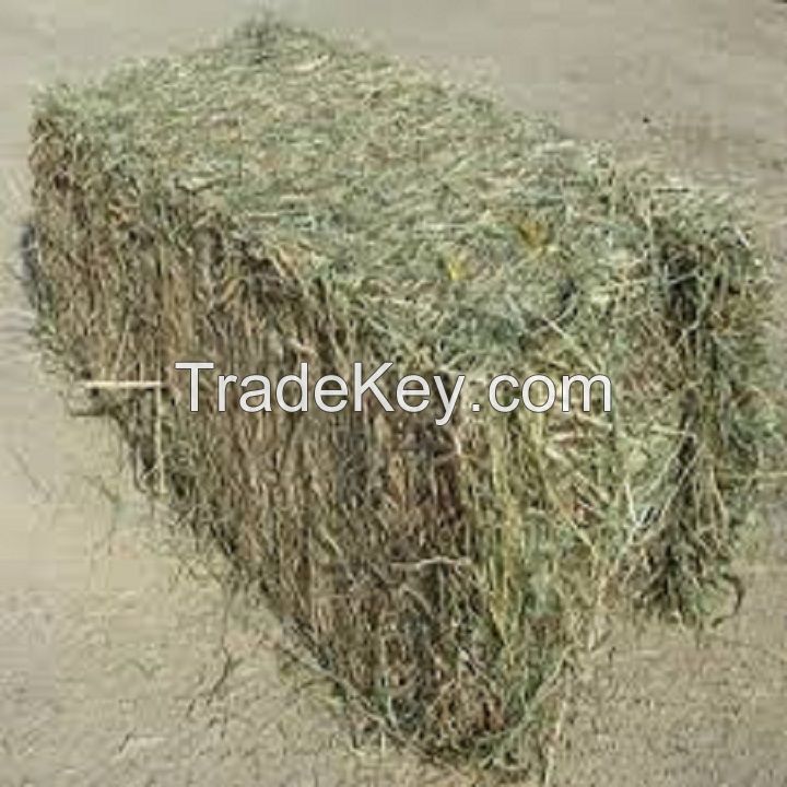 High Quality Animal Feed Alfalfa Hay Wholesaler