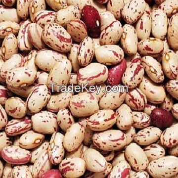 USA Pinto Beans