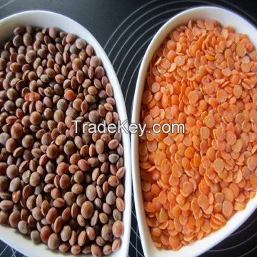 Top Quality Tasteful Bulk selling Red Lentils