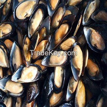 half shell mussel