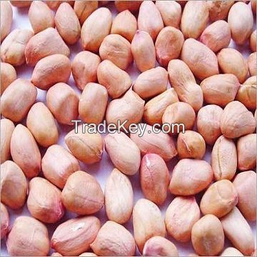 Peanut , Dried Kernel Peanuts Groundnut for sale