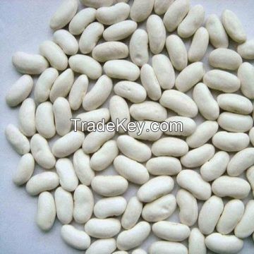 High Quality T Dry Pinto Bean Red and White Kidney Beans