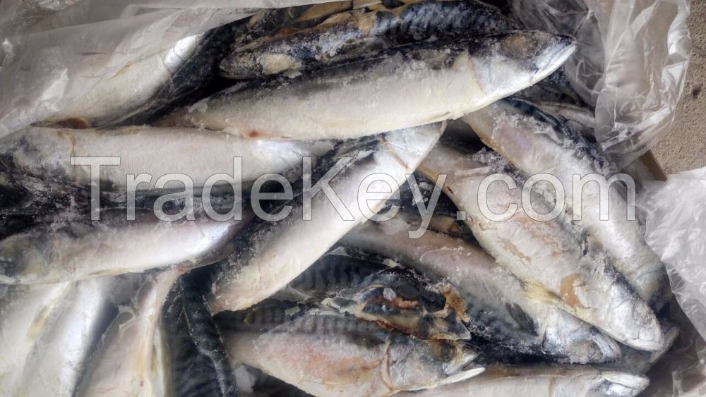 frozen horse mackerel fish Pacific mackerel