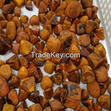 Ox Gallstones for Sale Cow and Bull for Sale Ox and Bull Calf for Sale