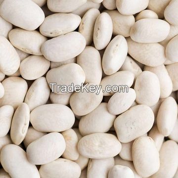 High Quality Light Speckled White red kidney bean