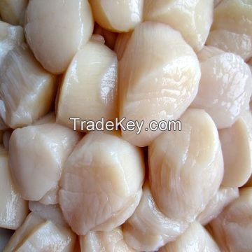 Frozen Scallop Meat, Frozen Sea Scallop Meat for sale