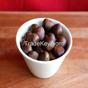 South Africa Natural Color edible buy roasted chestnut