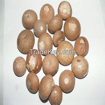 High Quality Indonesia Whole Dried Betel Nut / Areca Nuts for Wholesale