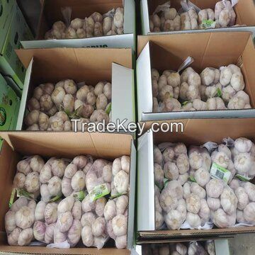 Garlic Garlic New Crop Pure White Garlic Normal White Garlic Export