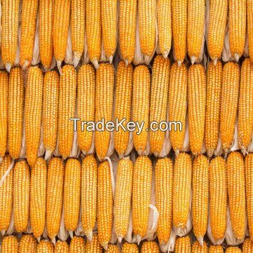 Bulk Dry Yellow Corn for Human Consumption at wholesale price