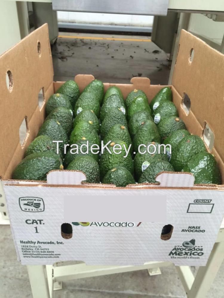 Exporters and Traders of Avocado