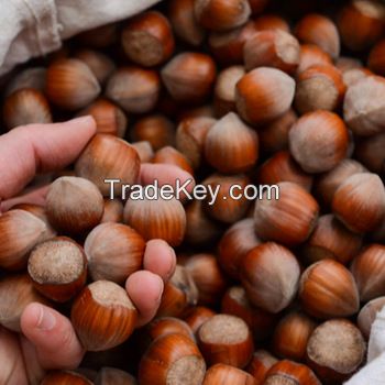 Premium Quality Grade A Natural Raw Hazelnut