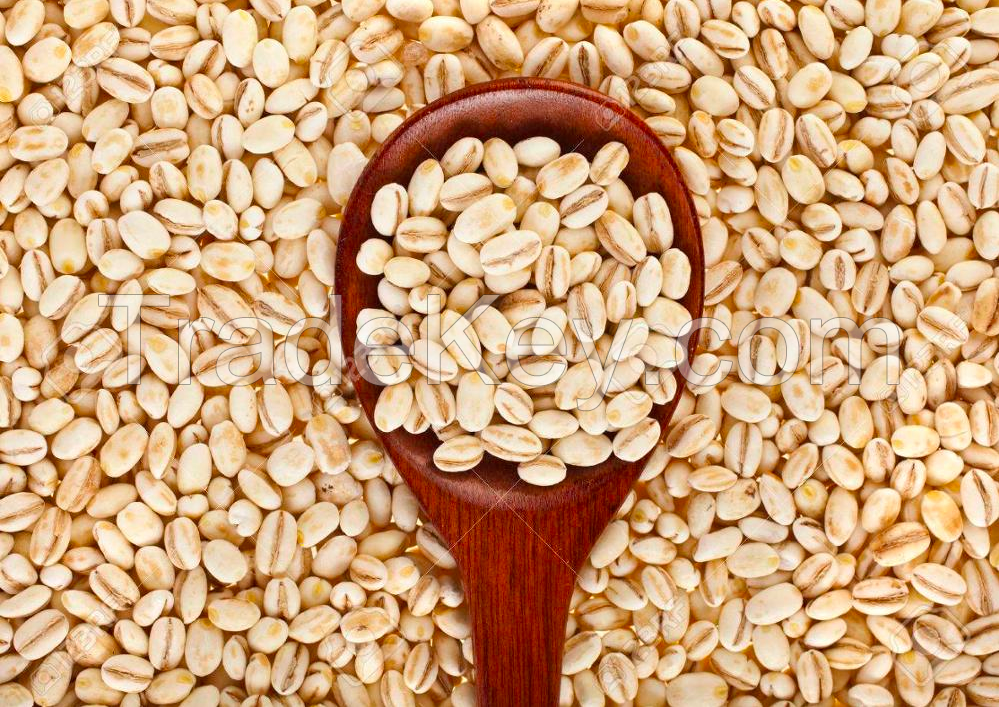 Barley for Malt, Barley Feed, Malted Barley Animal feed barley