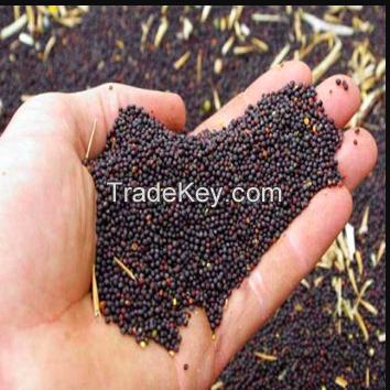 Canola Seeds and Rape Seeds