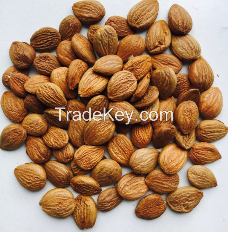 Apricot Kernels Organic Raw Dried Bitter