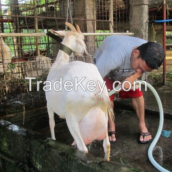 Healthy Livestock Saanen Dairy Goats
