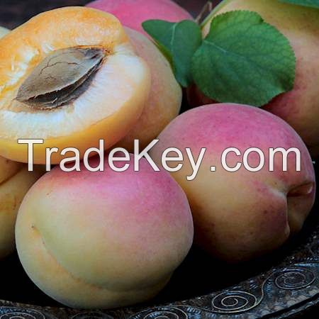 Apricot Yellow Stone Style Color Weight Origin Type Size Grade Product Fresh Fruit Place Haccp