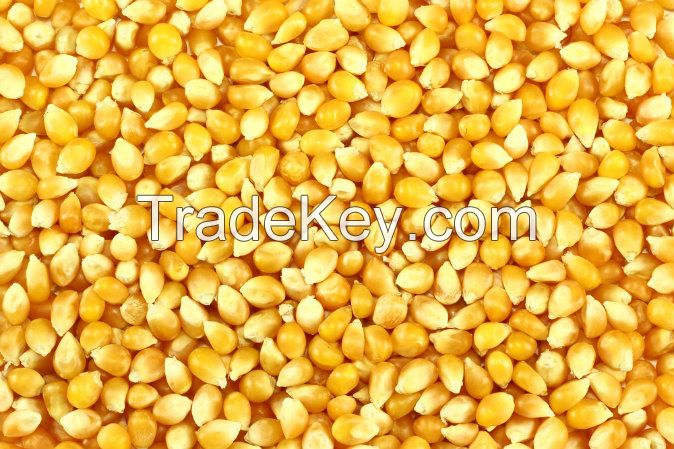 IQF Frozen Sweet Corn /Yellow Corn Kernels /Corn Maize Cattle Feed /Yellow Animal Feed Corn